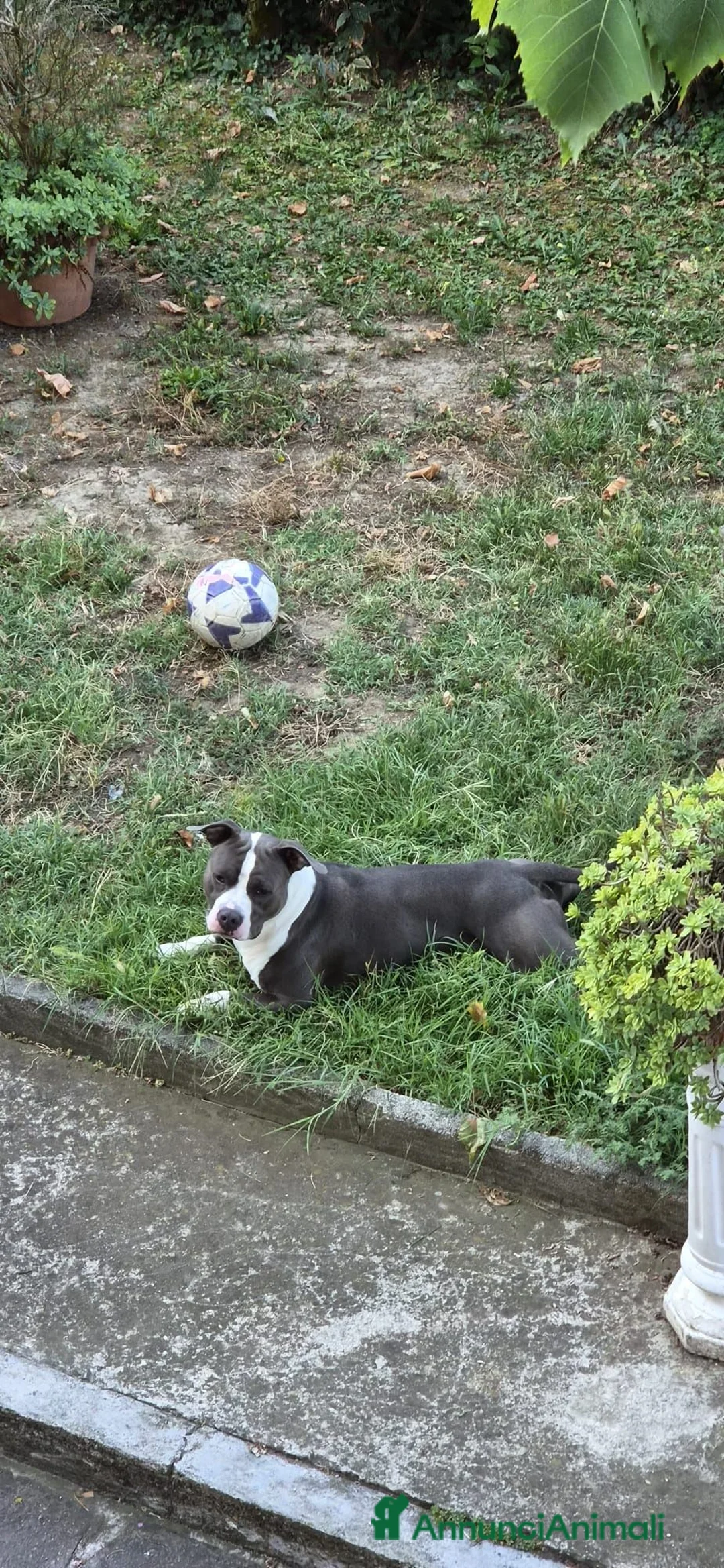 American Staffordshire cani per accoppiamento: Cerco Amstaff femmina per accoppiamento a Provincia di Modena - Annuncio 5