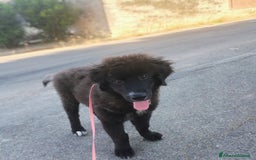 Meticcio cani in regalo: Baloo in adozione a Provincia di Taranto - Immagine 5