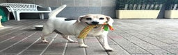 Meticcio cani in regalo: BALOO MINI BEAGLE - Annuncio 5