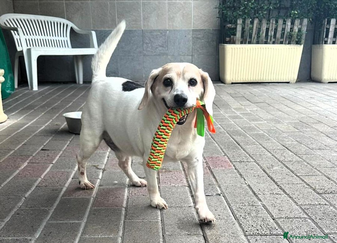 Meticcio cani in regalo: BALOO MINI BEAGLE - Annuncio 5