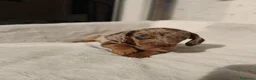 Bassotto cani in vendita: Bassotti cuccioli  - Annuncio 4