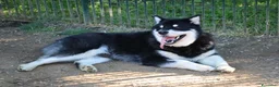 Alaskan Malamute cani per accoppiamento: Alaskan malamute a Provincia di Livorno - Annuncio 18