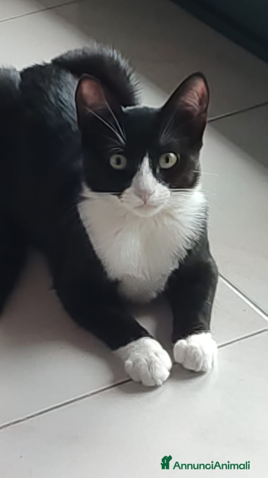 Meticcio gatti Kitty quasi 5mesi le manca 1piedinoSOS CASA MILANO - Annuncio 3