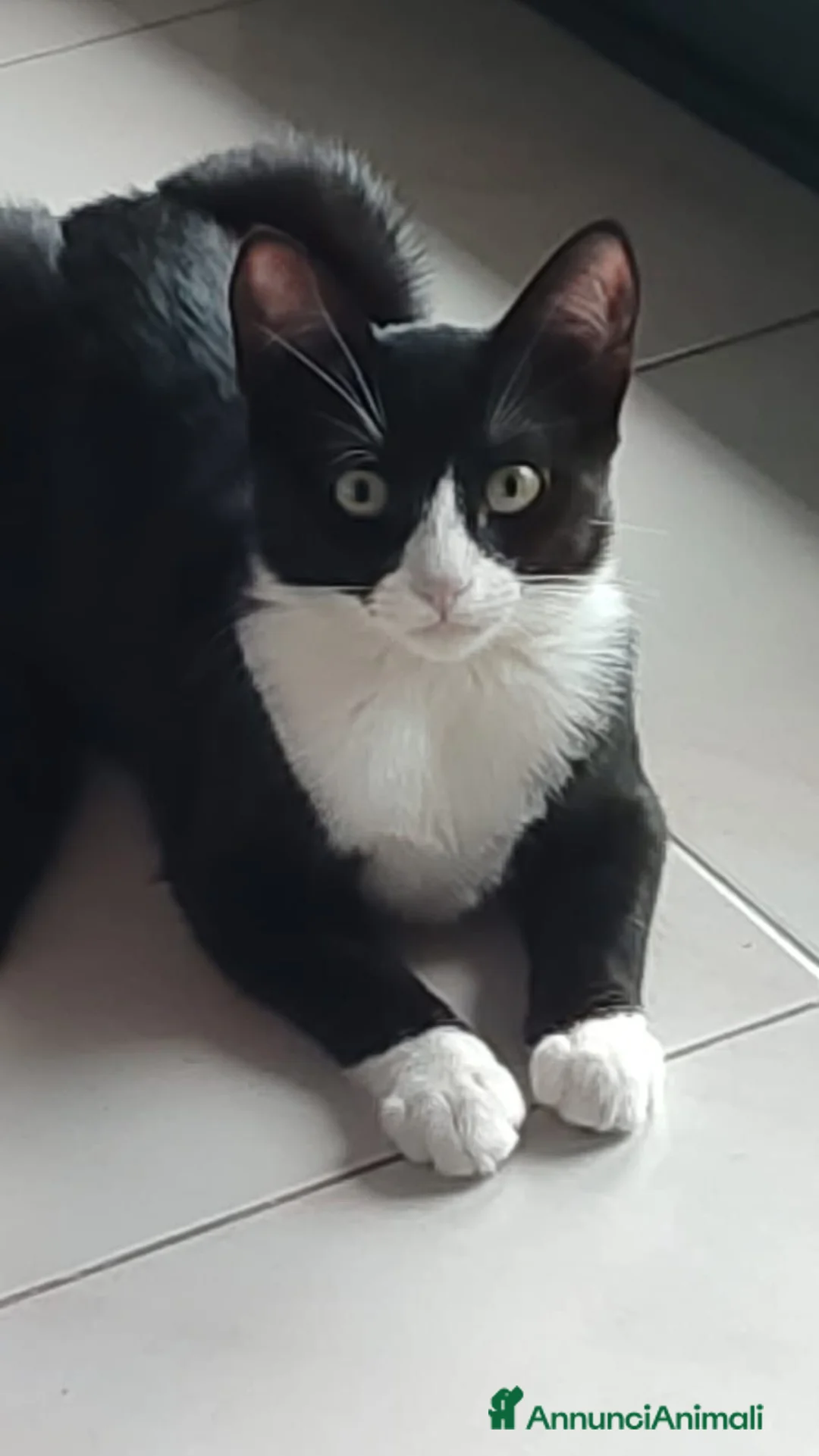 Meticcio gatti in regalo: Kitty quasi 5mesi le manca 1piedinoSOS CASA MILANO - Annuncio 1