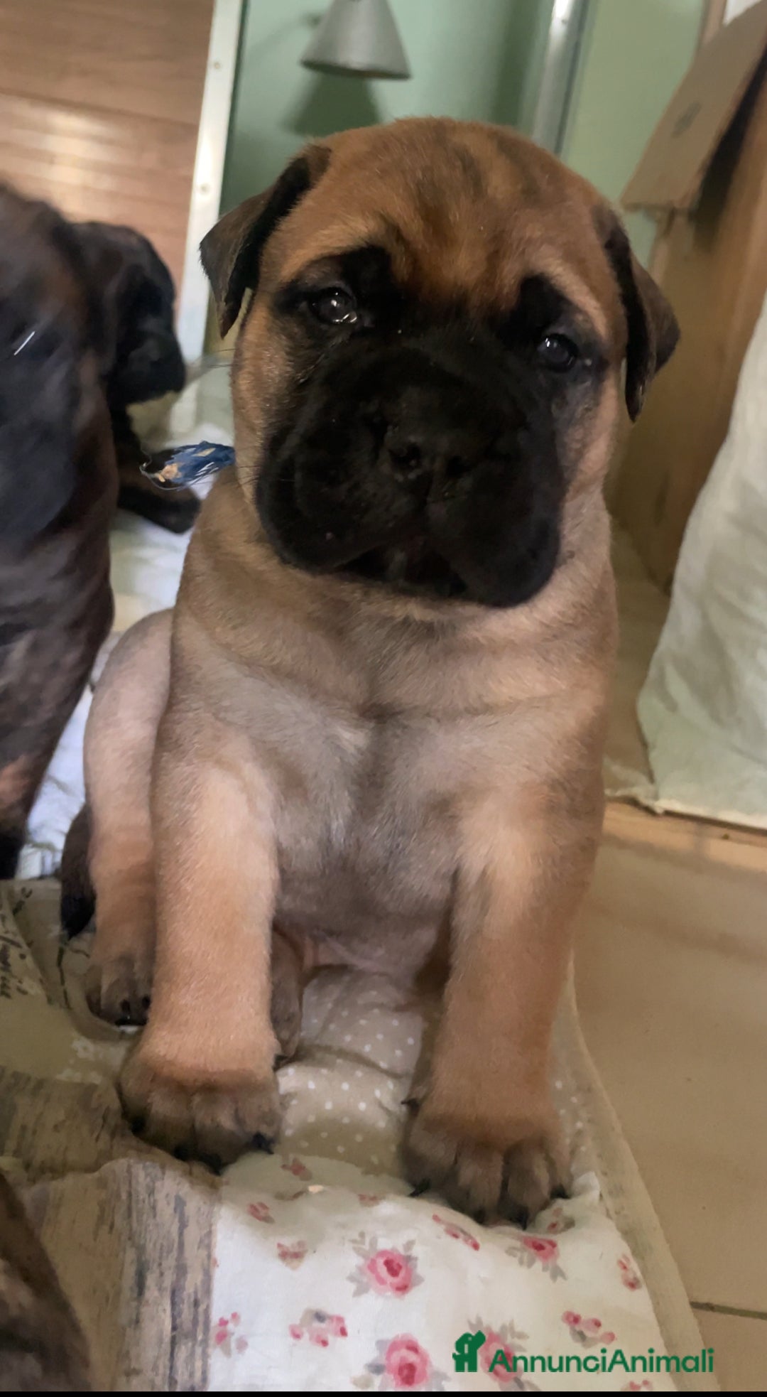 Bullmastiff cani in vendita: CUCCIOLI BULLMASTIFF - Annuncio 10