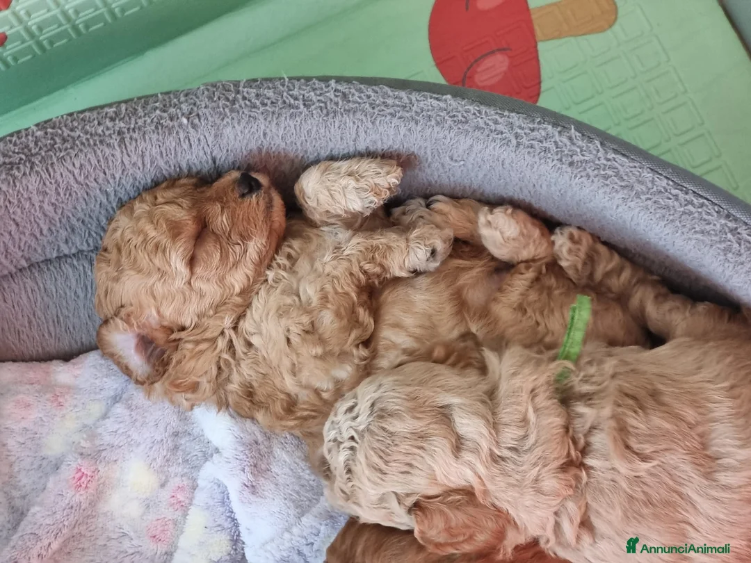 Barboncino Toy cani in vendita: Barboncini mini toy - Annuncio 4