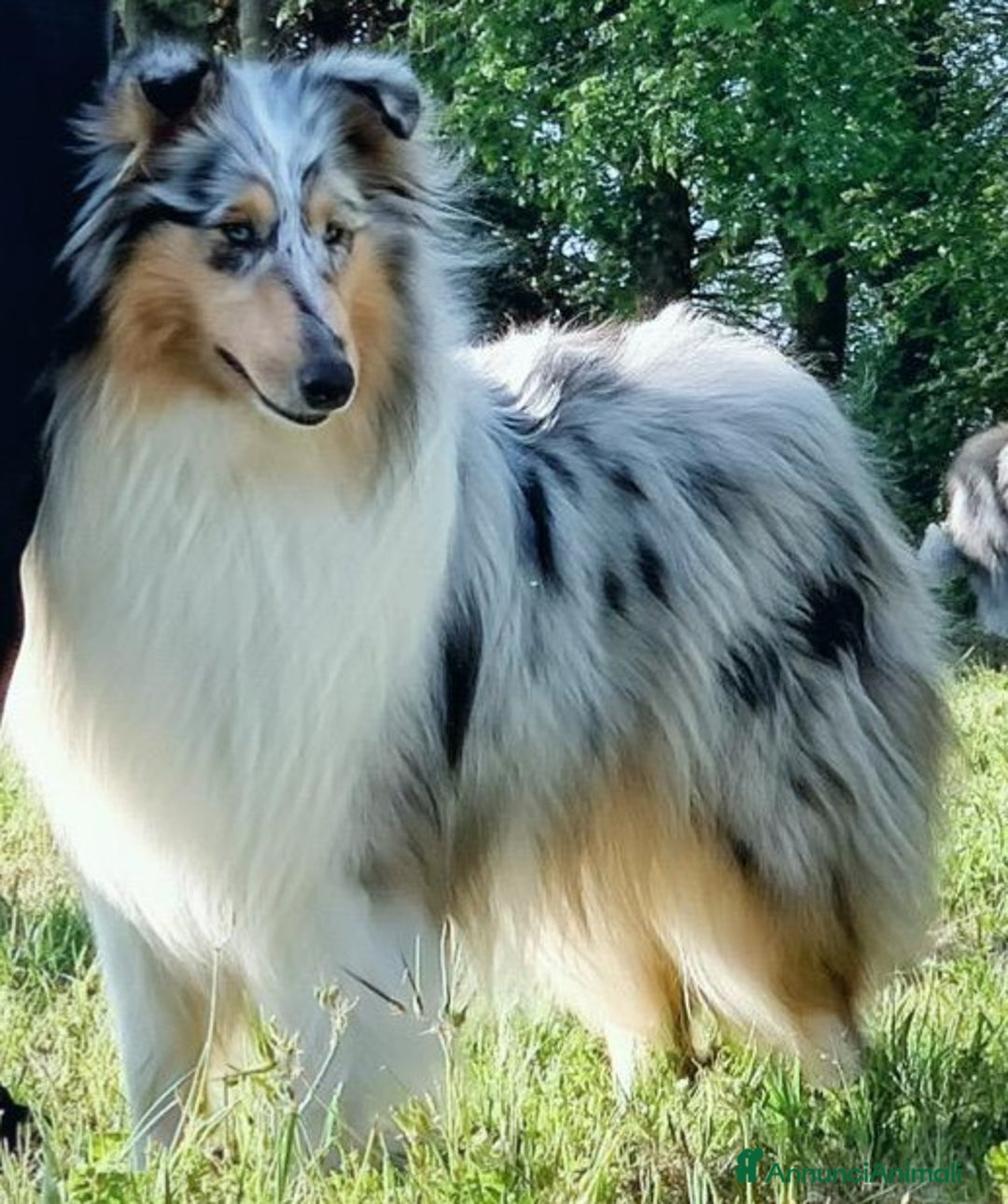 Collie cani in vendita: Collie pastore scozzese  a Provincia di Viterbo - Immagine 12