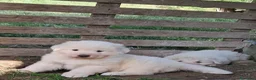 Pastore Abbruzzese Maremmano cani in vendita: Cuccioli di pastore Abruzzese Maremmano  - Annuncio 6