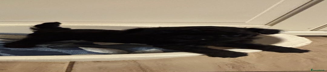 Barboncino Toy Cucciolo 2