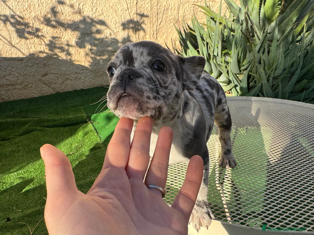 Bulldog Francese cani in vendita: Bulldog francese blue e blue merle  - Annuncio 6