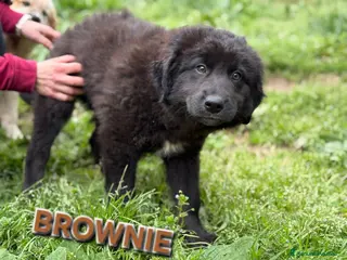 Meticcio cani MERAVIGLIE CERCANO CASA - Annuncio 7