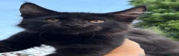 Maine Coon gatti in vendita: Cucciolo Maine coon maschio  - Annuncio 1
