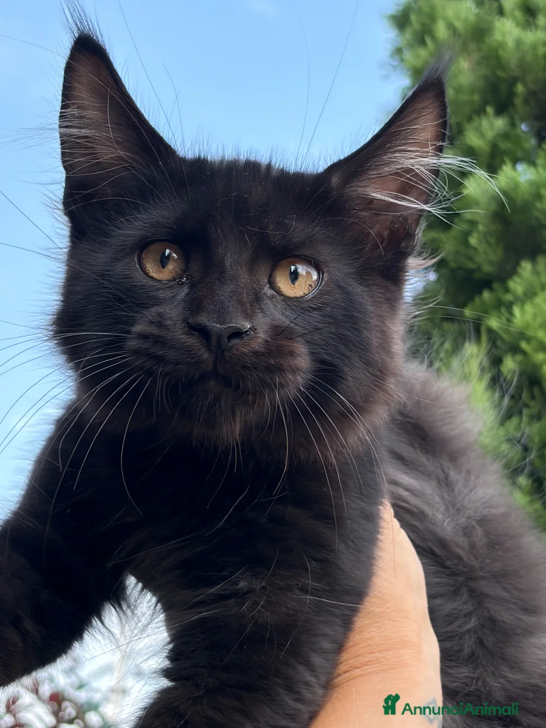 Maine Coon gatti in vendita: Cucciolo Maine coon maschio  - Annuncio 1