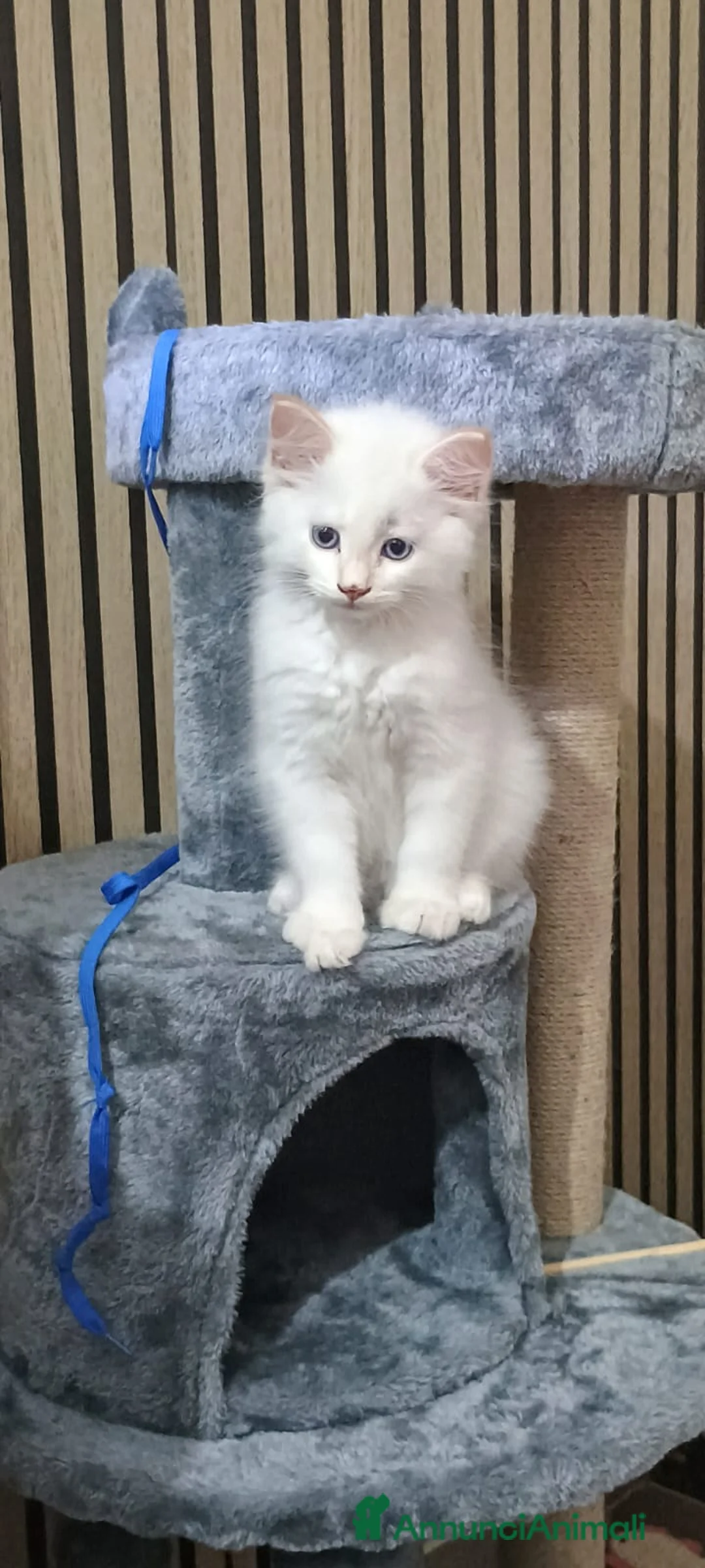 Siberiano gatti in vendita: Cuccioli siberiani neva  - Annuncio 1