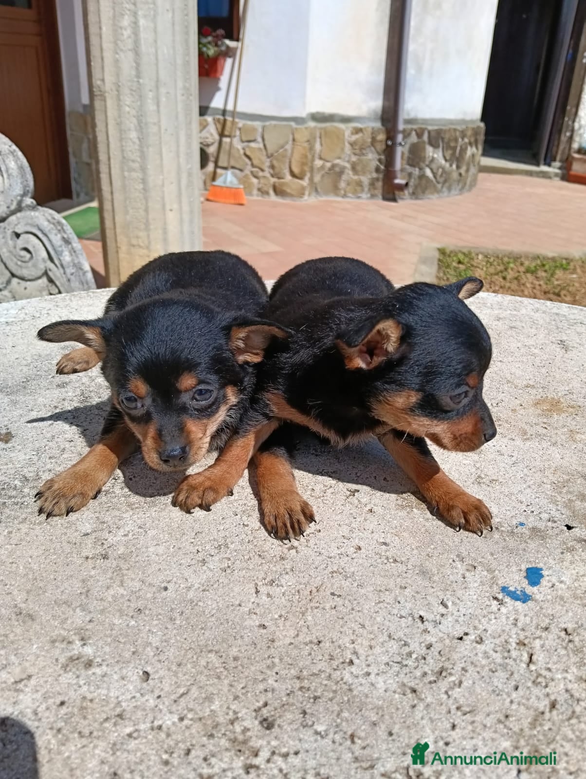 Pinscher Miniatura cani Pischer cerca casa - Annuncio 1