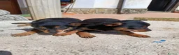 Pinscher Miniatura cani in vendita: Pischer cerca casa a Provincia di Salerno - Annuncio 1