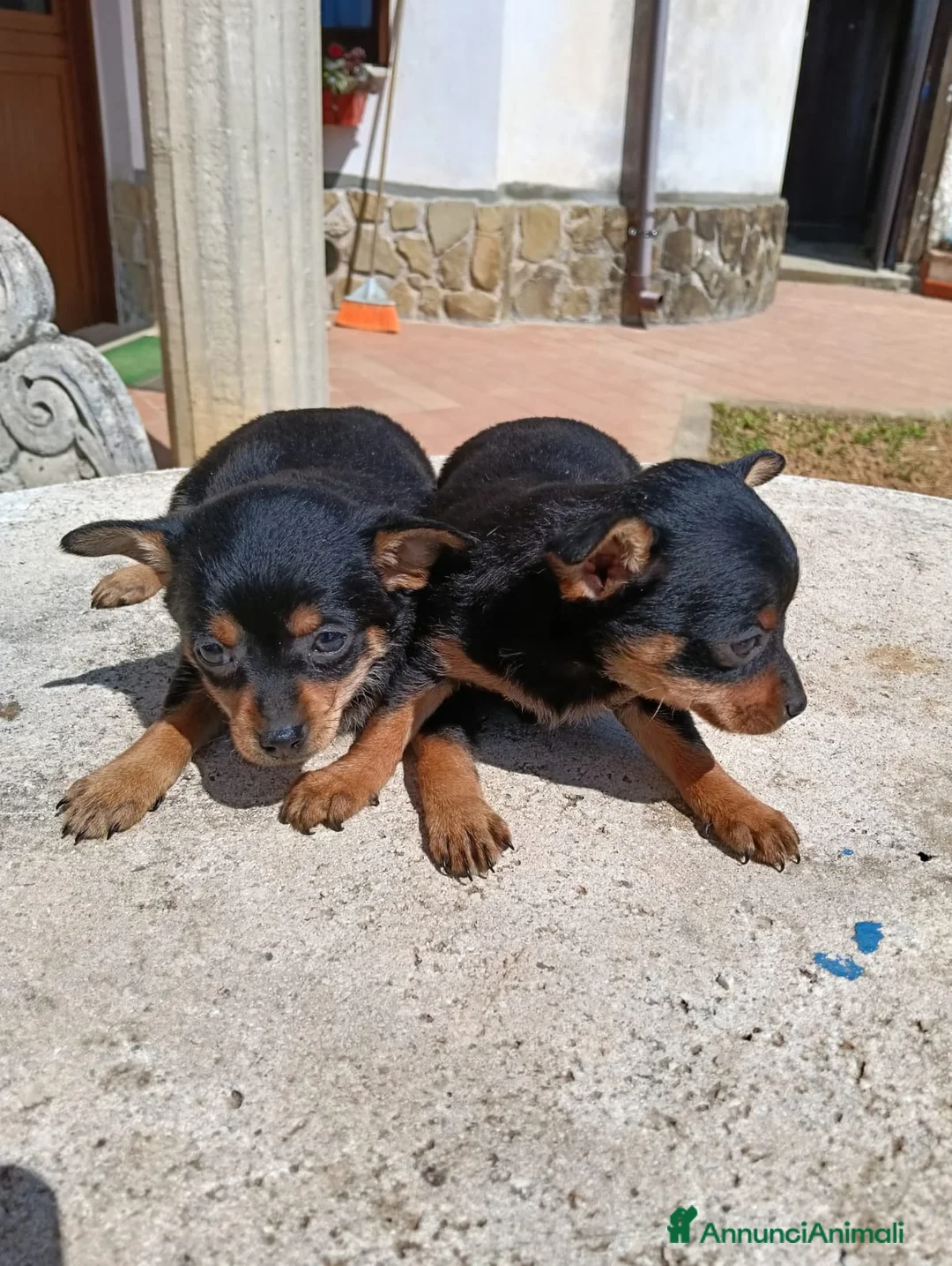 Pinscher Miniatura cani in vendita: Pischer cerca casa a Provincia di Salerno - Annuncio 1
