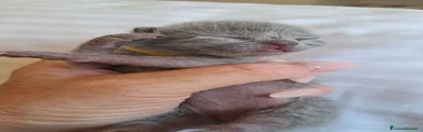 Certosino 2