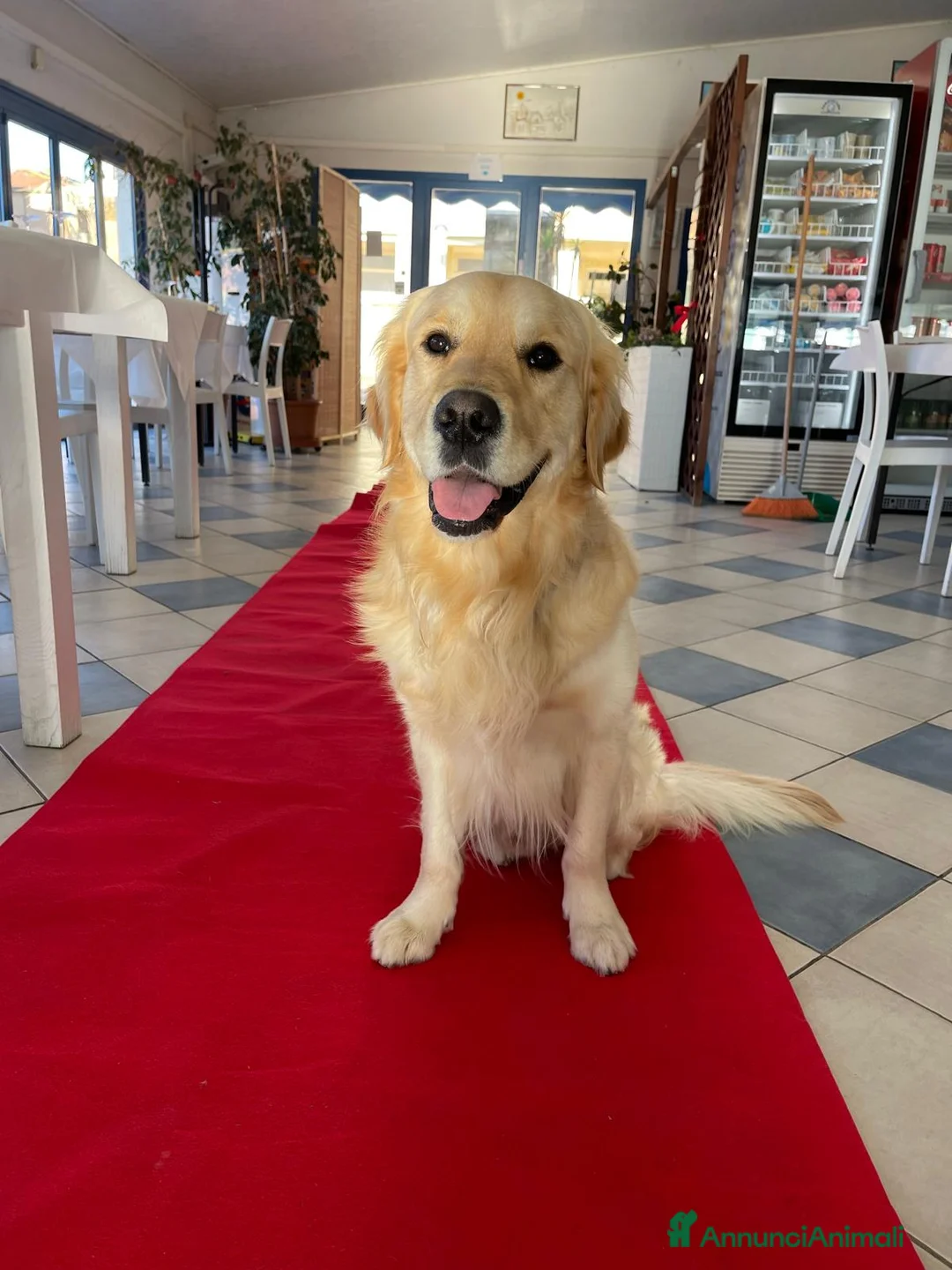 Golden Retriever cani in vendita: Vendesi cuccioli Golden Retriever - Annuncio 17