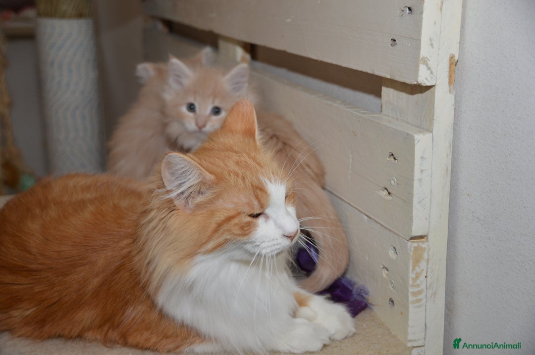 Norvegese gatti in vendita: Cucciolo norvegese delle foreste  - Annuncio 2