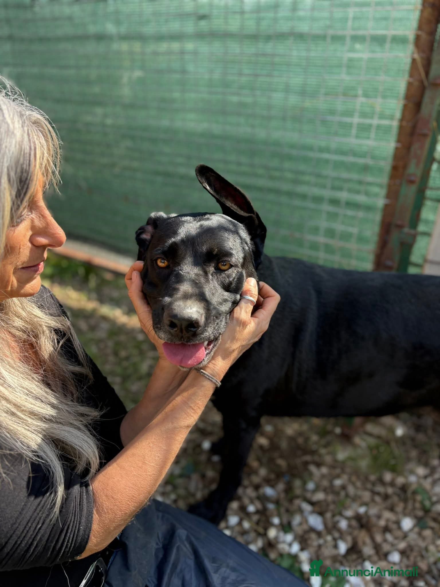Meticcio cani Olimpia, 2 anni, bella e buona  - Annuncio 39