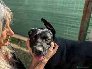 Meticcio cani Olimpia, 2 anni, bella e buona - Annuncio 39