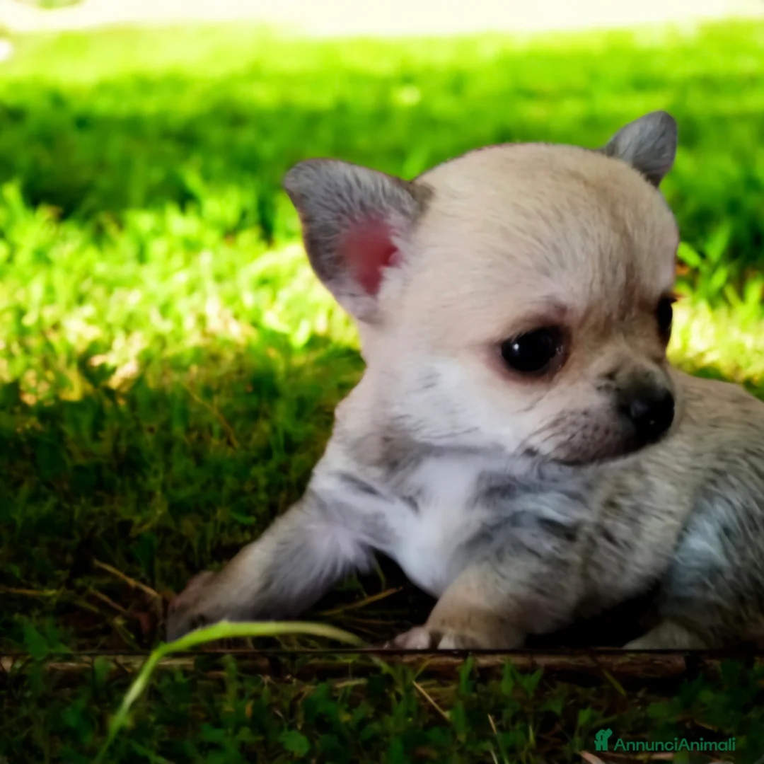 Chihuahua cani in vendita: Mini chihuahua pedigree enci - Annuncio 2