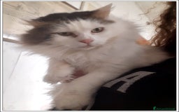 Meticcio gatti in regalo: LEONE MERAVIGLIOSO GATTONE A PELO SEMILUNGO 2 ANNI a Roma - Immagine 8
