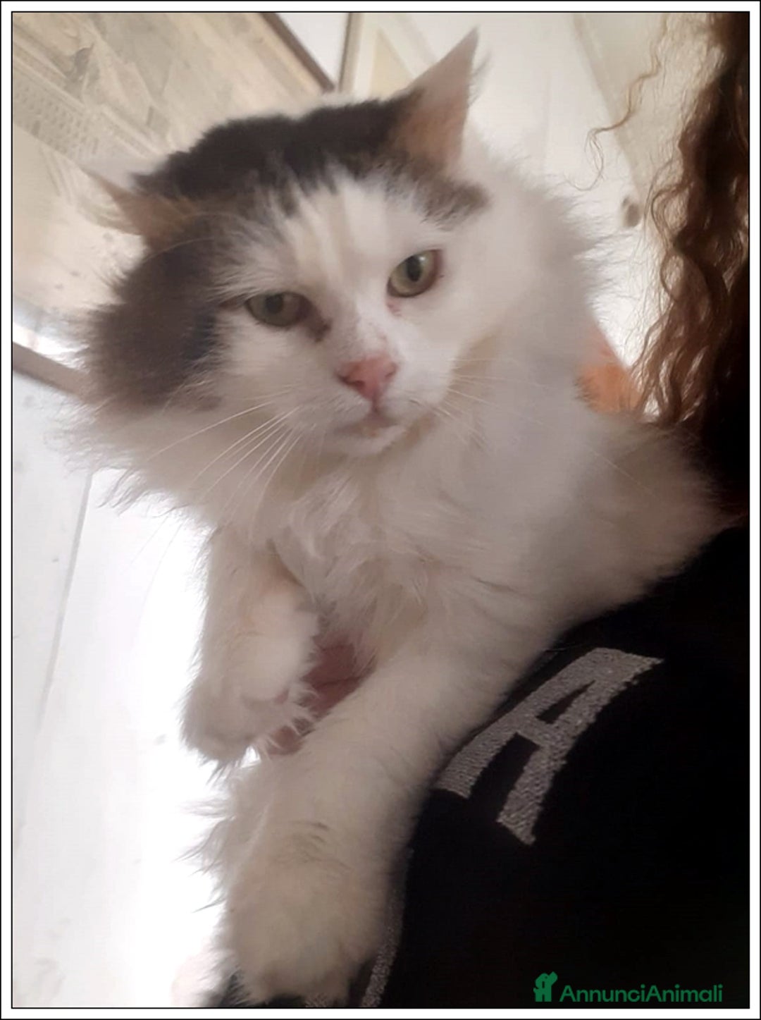 Meticcio gatti in regalo: LEONE MERAVIGLIOSO GATTONE A PELO SEMILUNGO 2 ANNI a Roma - Immagine 8