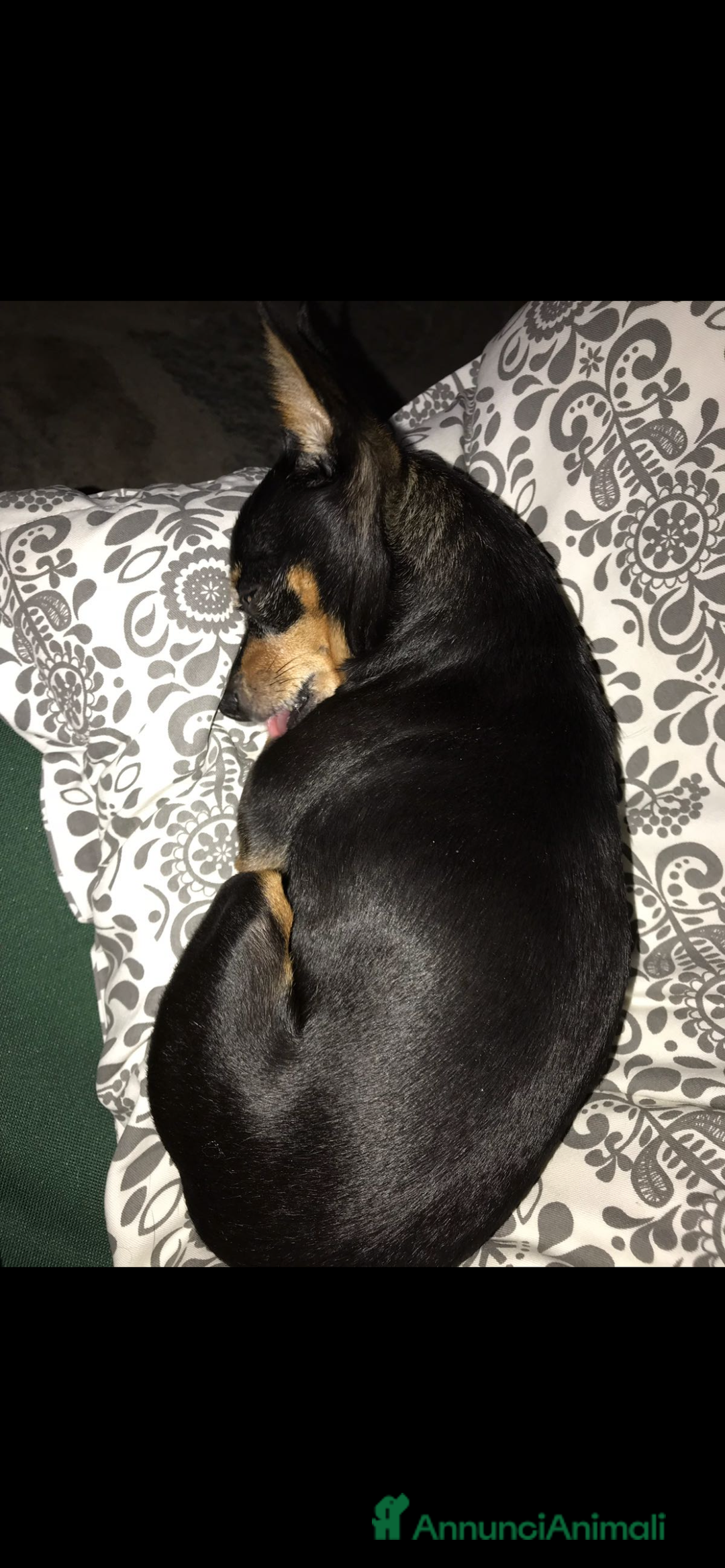 Pinscher Miniatura cani in regalo: Trilly Pinscher 17 anni femmina - Annuncio 3