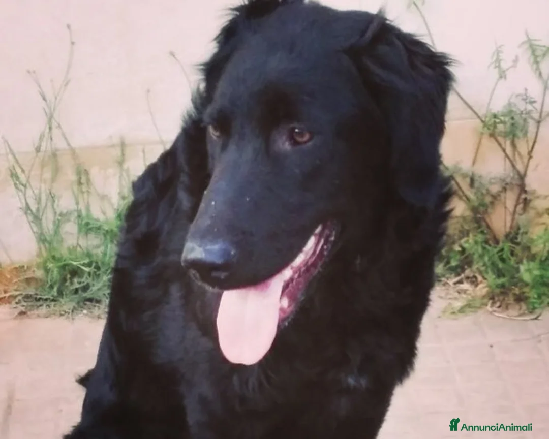 Meticcio cani in regalo: LUNA - SIMIL PASTORE - TAGLIA MEDIA a Milano - Annuncio 5