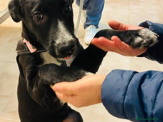 Meticcio cani LA DOLCISSIMA E BELLISSIMA BELLA - Annuncio 6