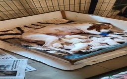 Pointer cani in vendita: Pointer inglese  - Immagine 2