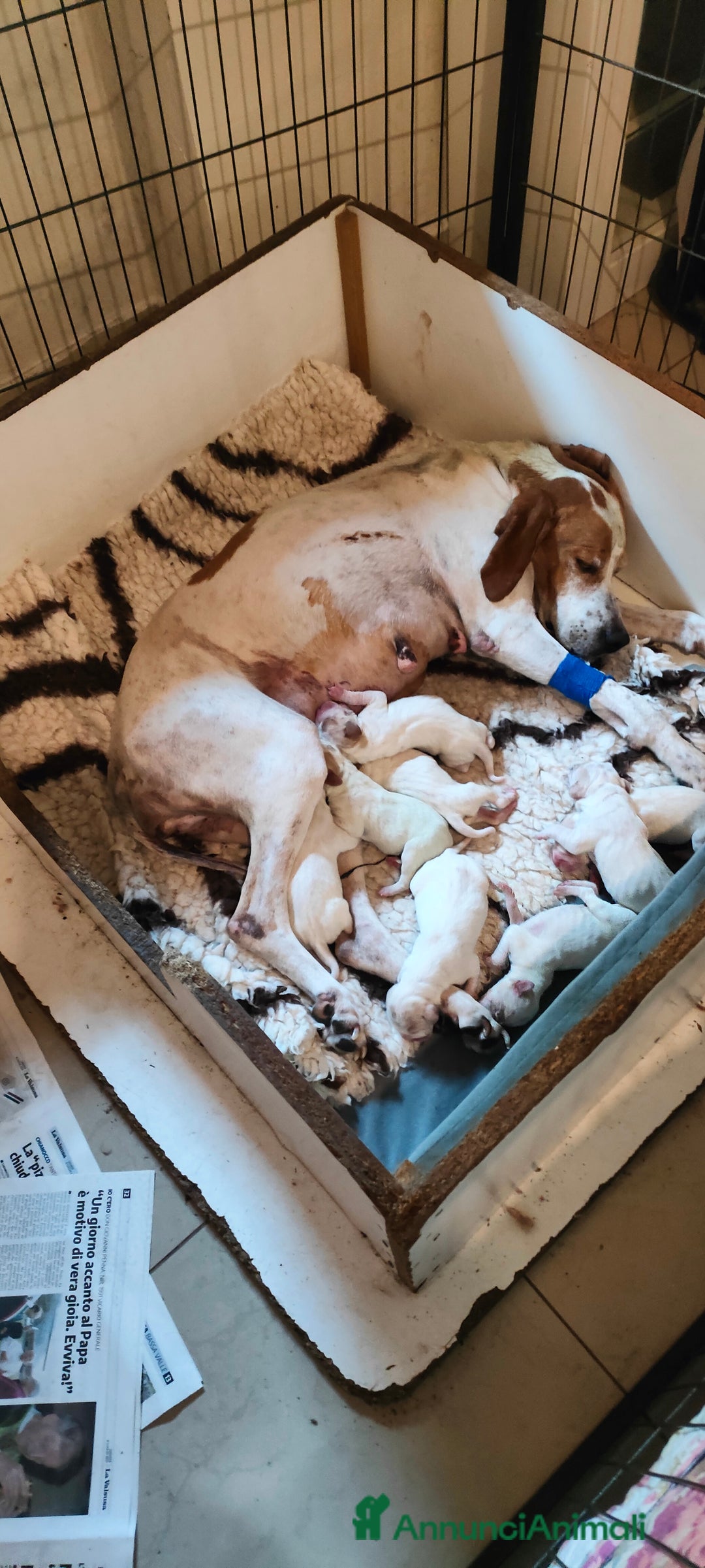 Pointer cani in vendita: Pointer inglese  - Immagine 2