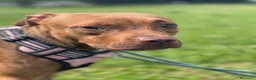 Meticcio cani in regalo: ALMA BELLISSIMA PIT - Annuncio 14