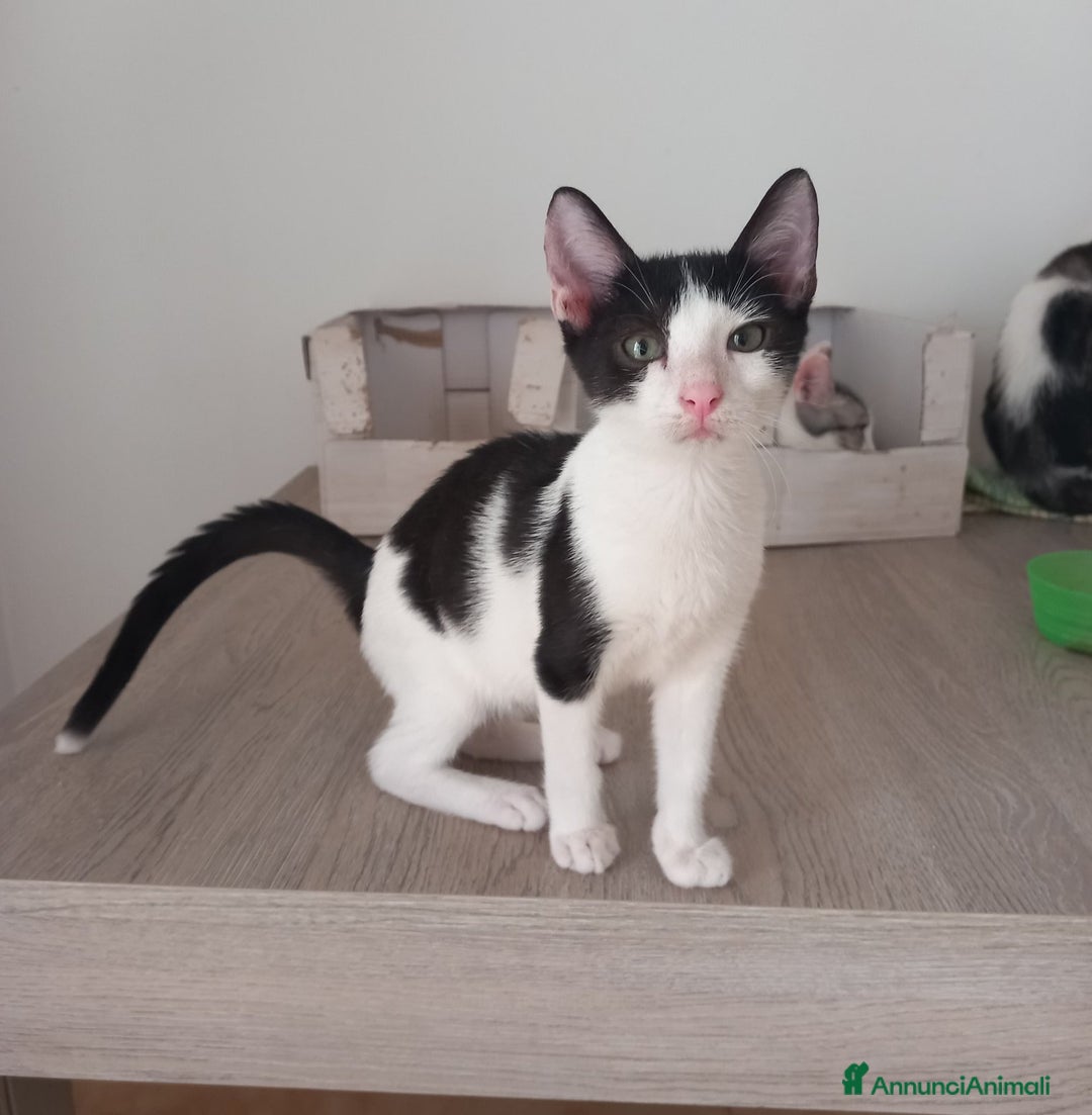 Europeo gatti in regalo: LUPIN, tenero gattino in adozione! - Annuncio 5