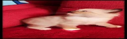 Ragdoll gatti in vendita: Ragdoll cuccioli con pedegree  - Annuncio 13
