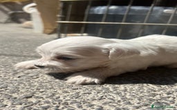 Maltese cani in vendita: Cuccioli di Maltese 100% originali – Disponibili a Città Metropolitana di Napoli - Immagine 3