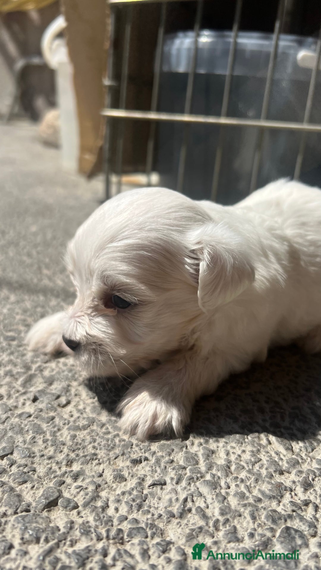 Maltese cani in vendita: Cuccioli di Maltese 100% originali – Disponibili a Città Metropolitana di Napoli - Immagine 3