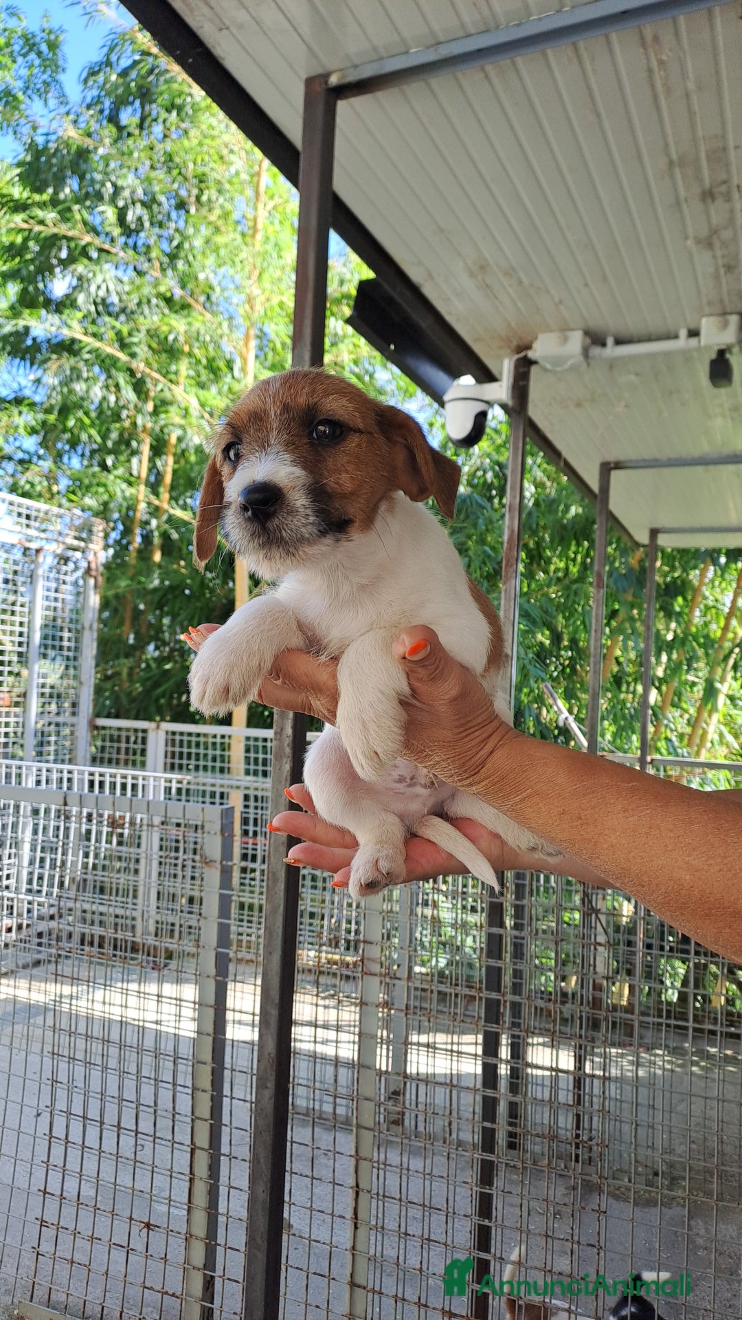 Jack Russell cani in vendita: Cuccioli di Jack Russell con pedigree  a Provincia di Bergamo - Immagine 4