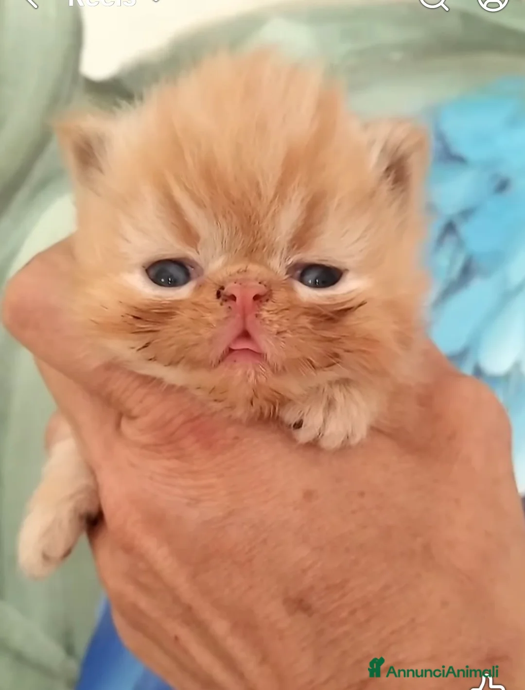 Persiano gatti in vendita: Persiano femmina  - Annuncio 5