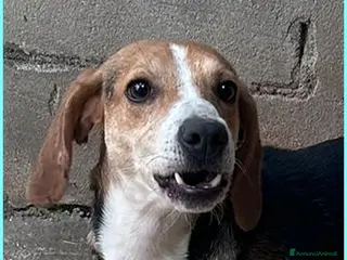 Meticcio cani NAPOLEONE dolcissimo mix beagle - Annuncio 7