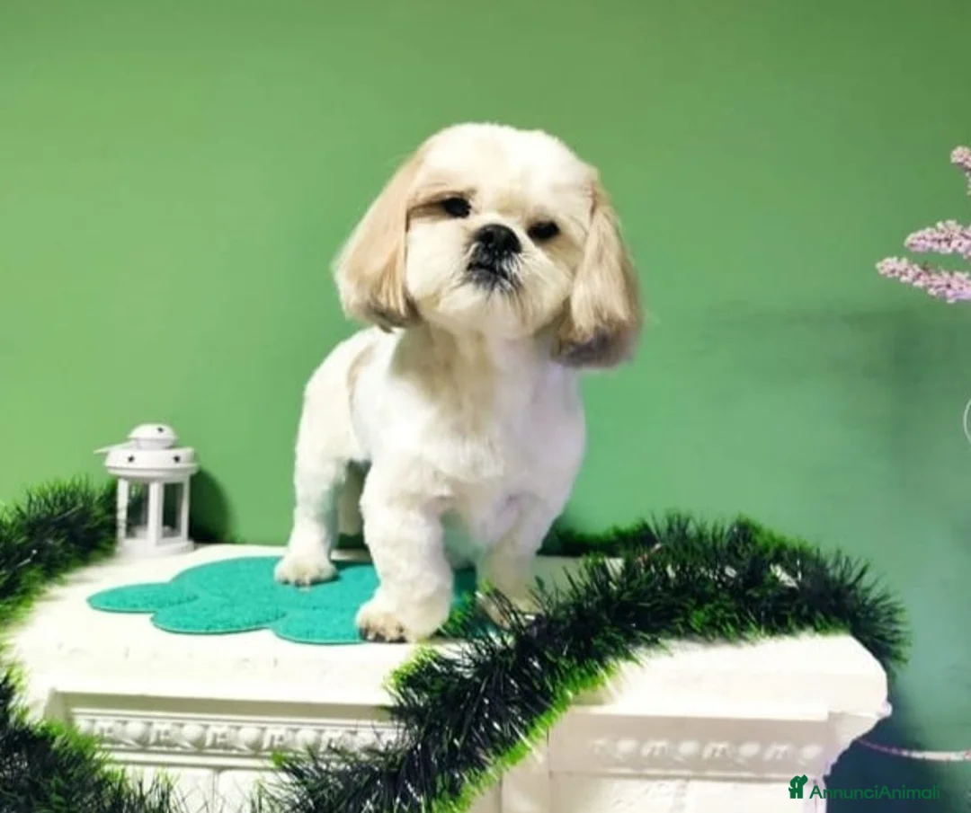 Shih Tzu cani in regalo: PINOLO, SHIH TZU nanerottolo super simpatico - Annuncio 2