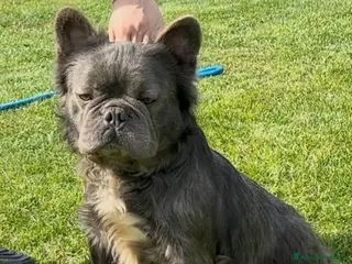 Bulldog cani Bouledogue francese fluffy (pelo lungo) - Annuncio 6