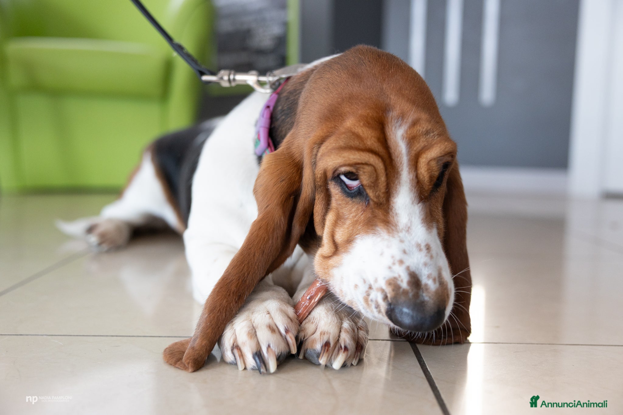 Bassethound cani Cucciolata Bassethound  - Annuncio 1