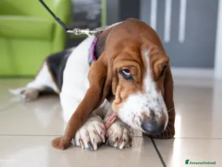 Bassethound cani Cucciolata Bassethound - Annuncio 32