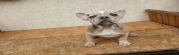 Bulldog Francese cani in vendita: Bulldog francese cuccioli - Annuncio 5