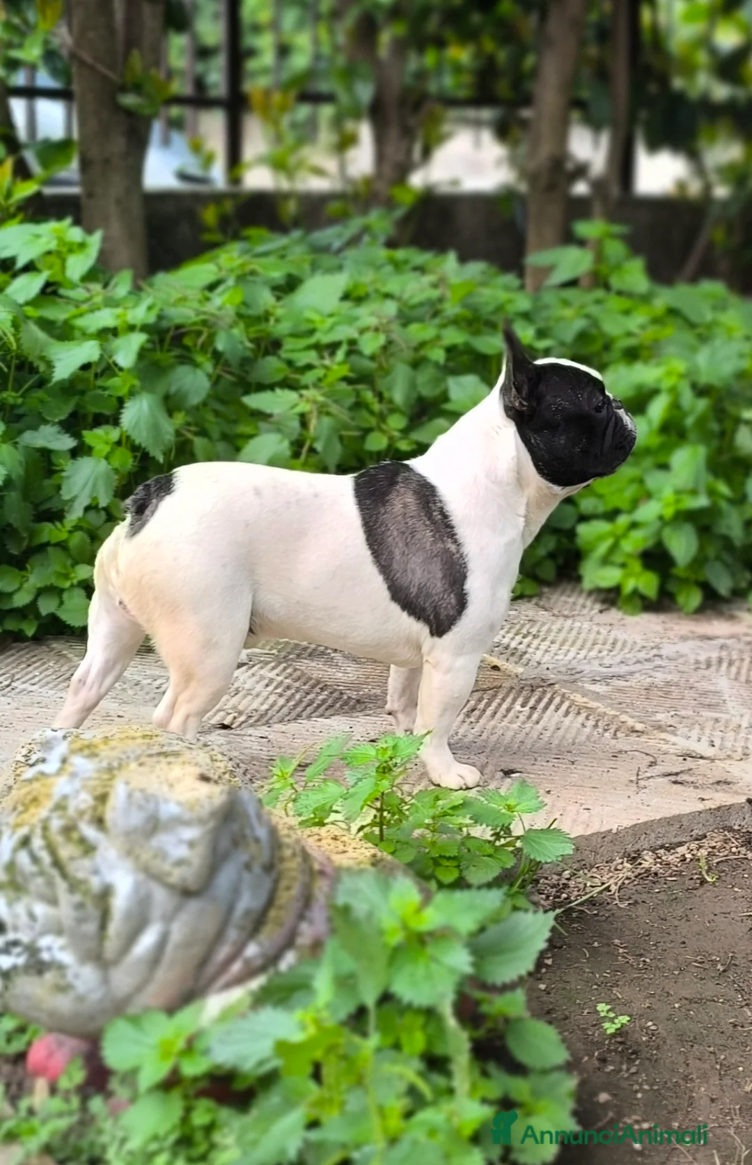 Bulldog Francese cani per accoppiamento: Bulldog francese x monta enci a Provincia di Salerno - Annuncio 9