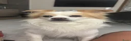 Meticcio cani per accoppiamento: Spyro cerca fidanzatina a Provincia di Chieti - Annuncio 8