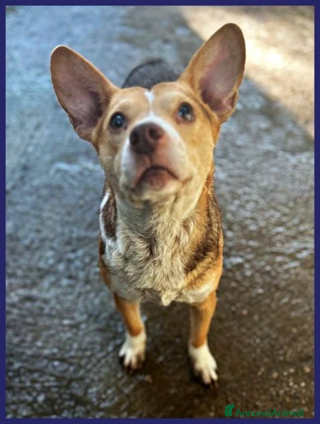 Meticcio cani in regalo: BALLERINA 4anni e 8kg di gioia di vivere! - Annuncio 4